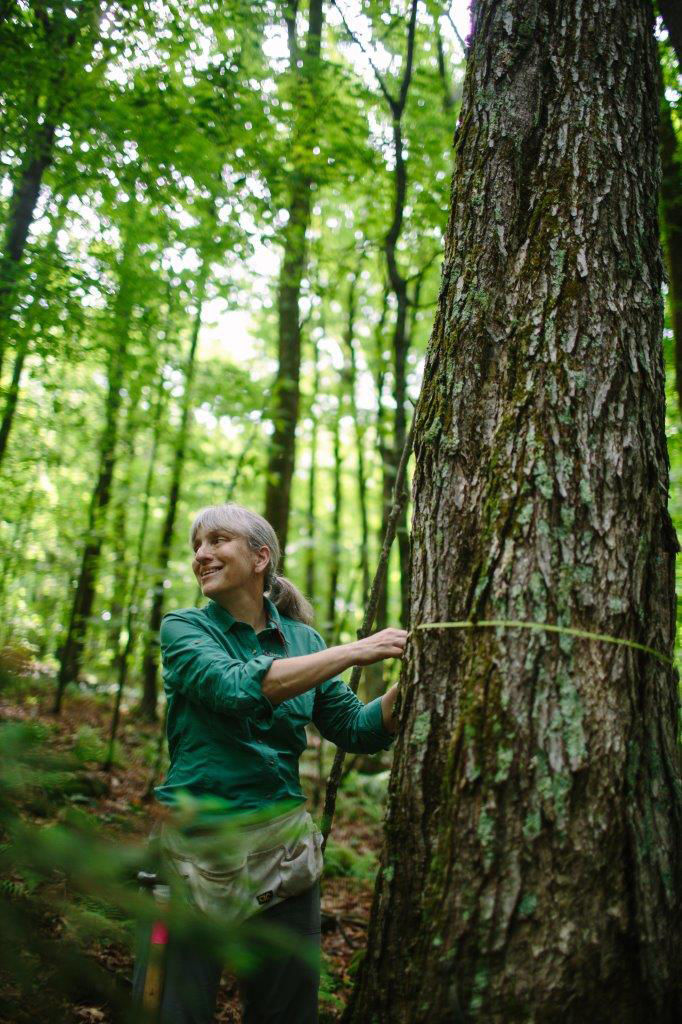 Forest Journal: Protecting 'sugar babies'